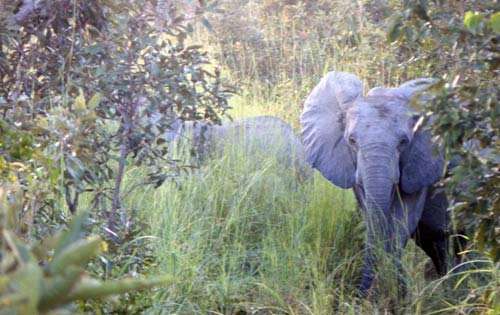 Ranch de Nazinga : Des éléphants attaquent des Tours Operators
