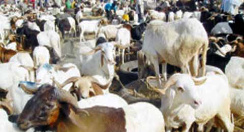 Fête de Tabaski 2012 : Le mouton se négocie entre 30 000f et 350 000f à Ouagadougou
