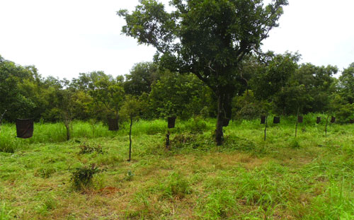 Programme d’investissement forestier au Burkina : 30 millions de dollars pour mieux gérer les forêts