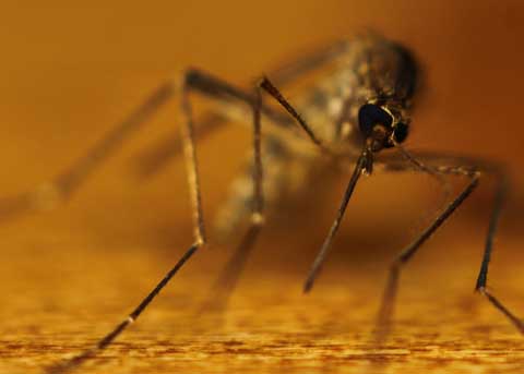 Le moustique : portrait d’un tueur en série