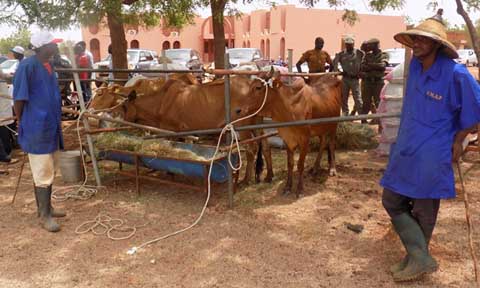 Réduction de la pauvreté au Burkina Faso : Bientôt une vache laitière dans 5000 familles 