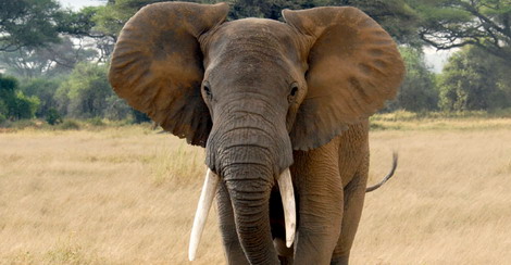 Environnement : Halte à la dissipation des défenses d’éléphants !