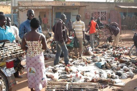 Foyer de grippe aviaire au Burkina : Attention à la sur-médiatisation et à la psychose