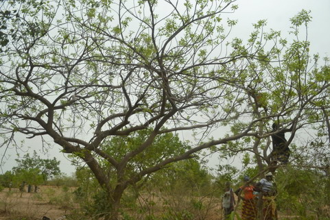 Gestion durable des ressources forestières : L’exemple de Gomponsom est à dupliquer, selon Tree Aid
