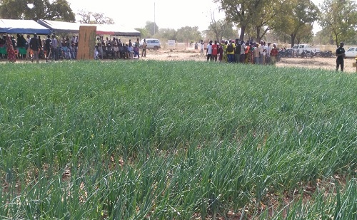 Commune de Dédougou : Démonstration des résultats de l’irrigation goutte à goutte