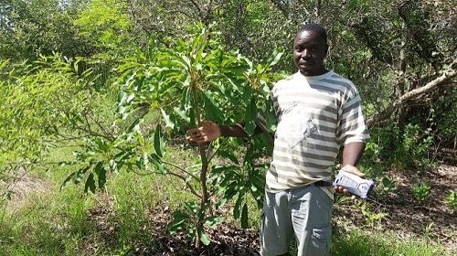  ‘’Il y a autres manières de reboiser sans planter’’, Koenou Meme dit Pascal du CFAD de Daboura