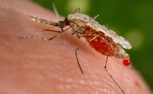Recherche du vaccin contre le paludisme : Les résultats commencent à tomber pour le RTS,S